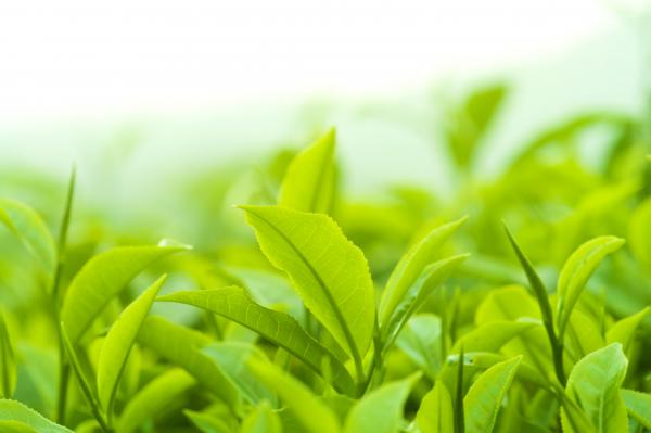 green tea zelený čaj gymbeam účinky na zdravie